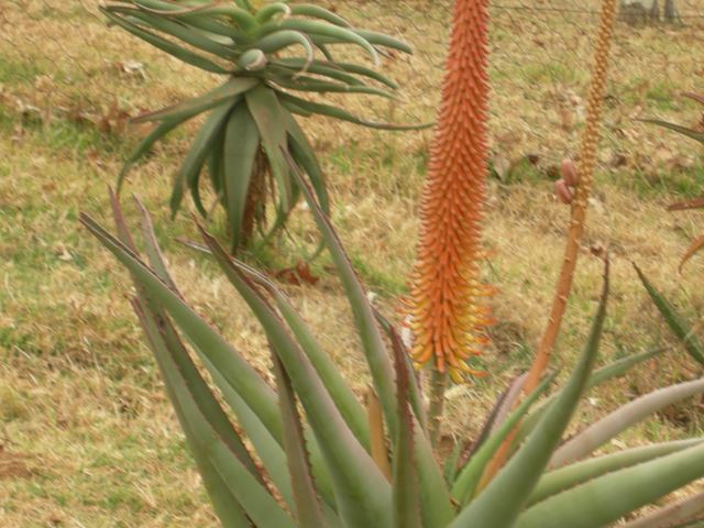 Aloe africana (17)